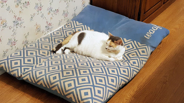 Кошка писает на кровать: что делать хозяину