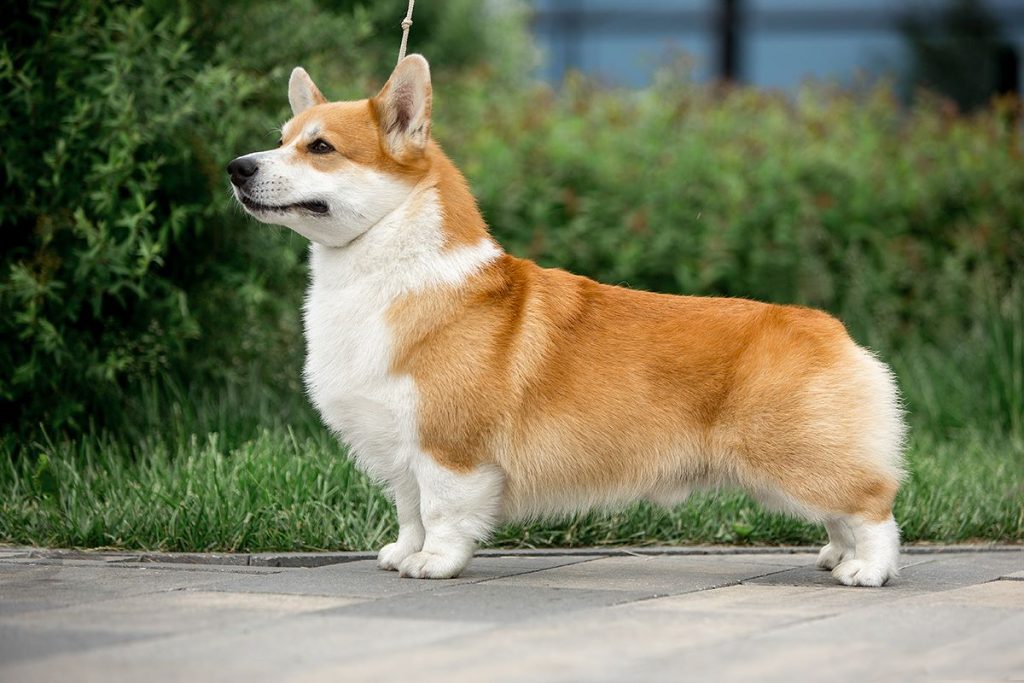Собака похожая на лису с короткими лапами: порода