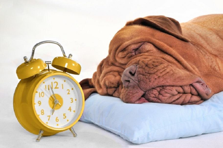 Сколько собаки спят часов в сутки