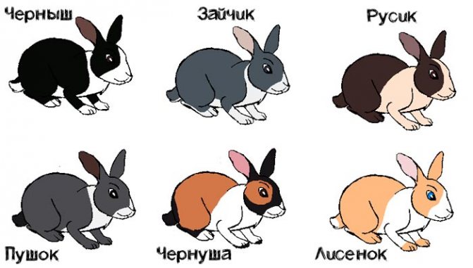 Имена для кроликов девочек и мальчиков: как назвать