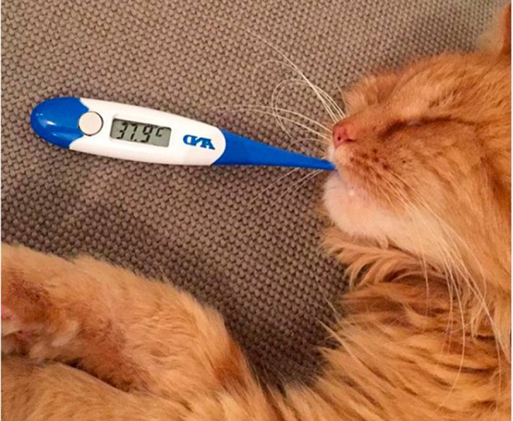 Как измерить температуру кошке в домашних условиях