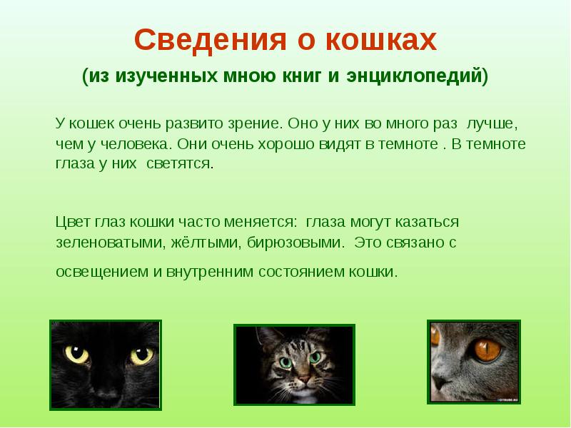 Интересные факты о кошках, которые ты не знал