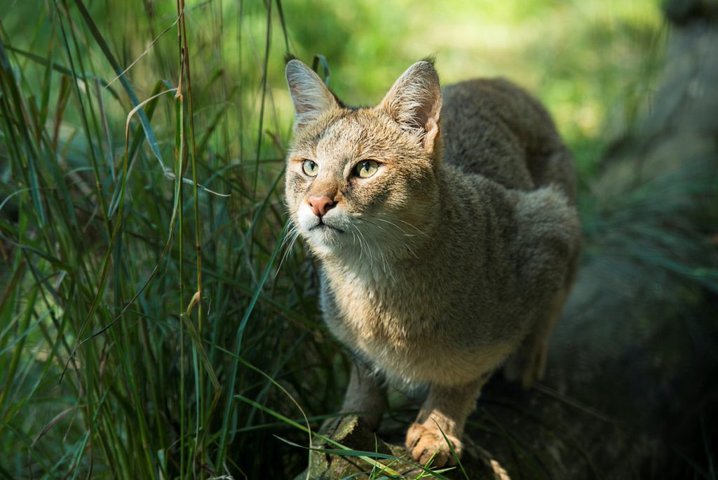 Камышовый кот: 7 особенностей болотной рыси