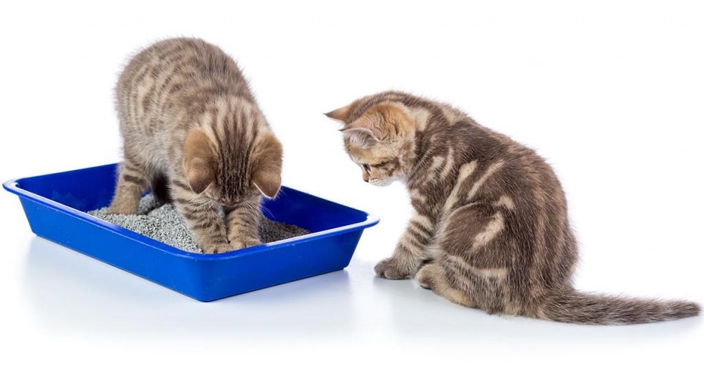 Как приучить котенка к лотку: варианты за 1 день и выбор наполнителя
