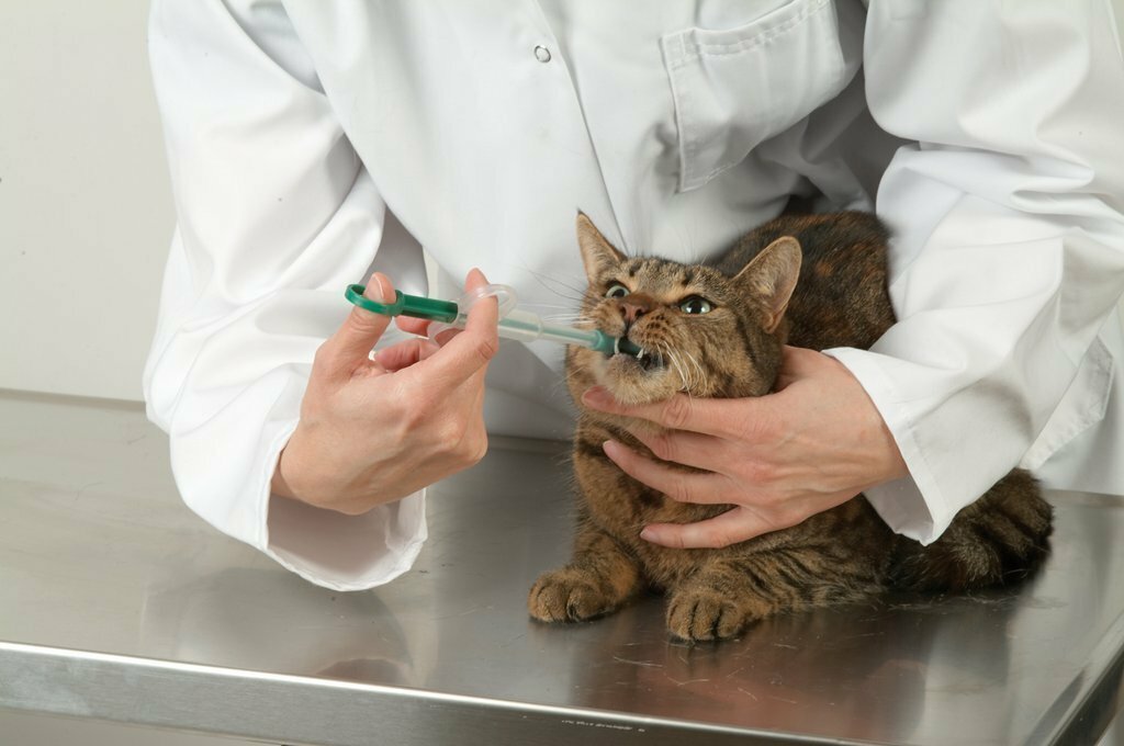 Как дать кошке таблетку