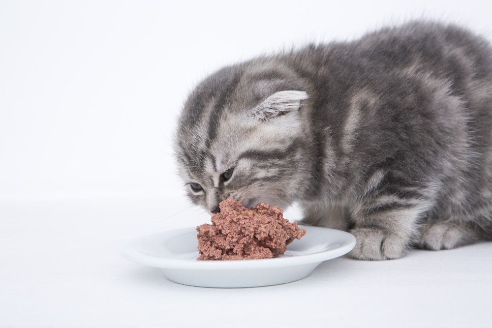 Особенности кормления котят и взрослых кошек британской породы