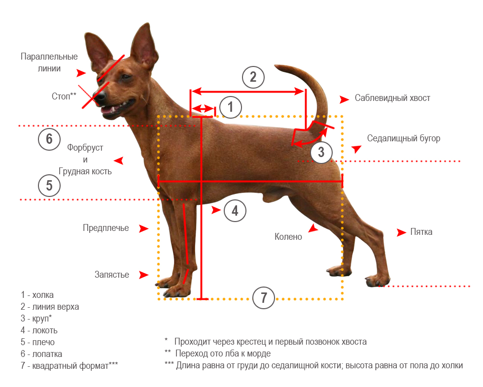 Английский той-терьер: описание породы собак