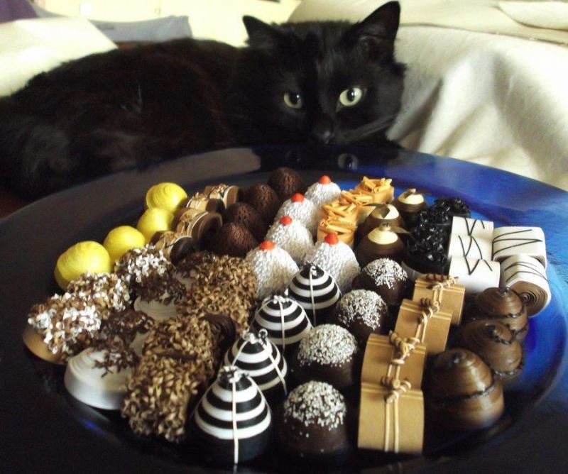 Можно ли кошкам сладкое — как они чувствуют и почему хотят шоколад