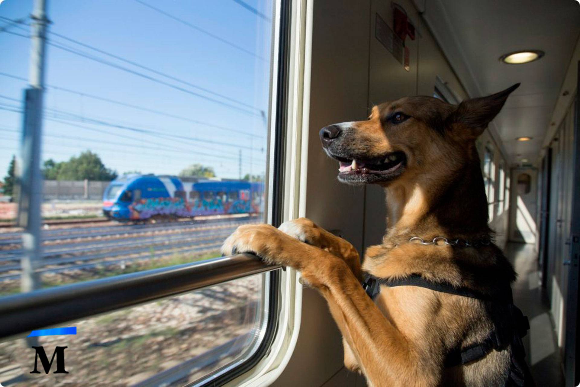 Как перевозить собаку в поезде и электричке