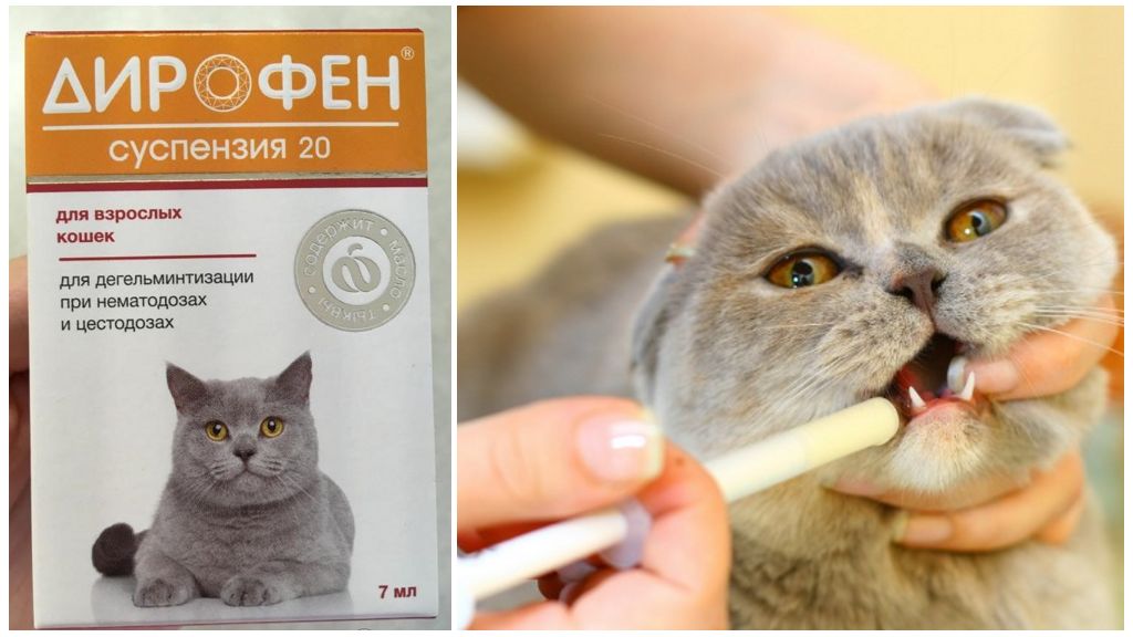 Марена красильная для лечения мочекаменной болезни у кошек