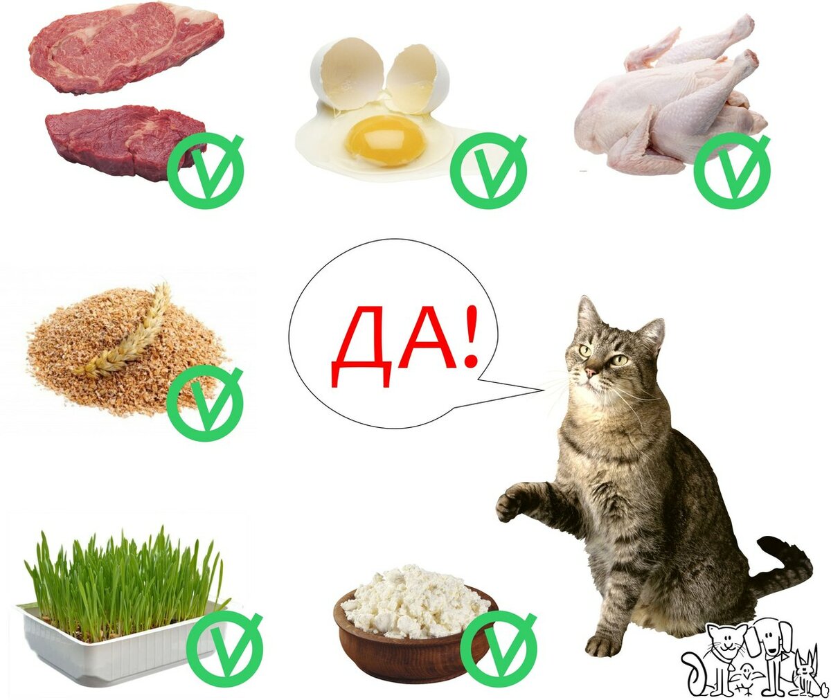 Правильное питание кошек и котов