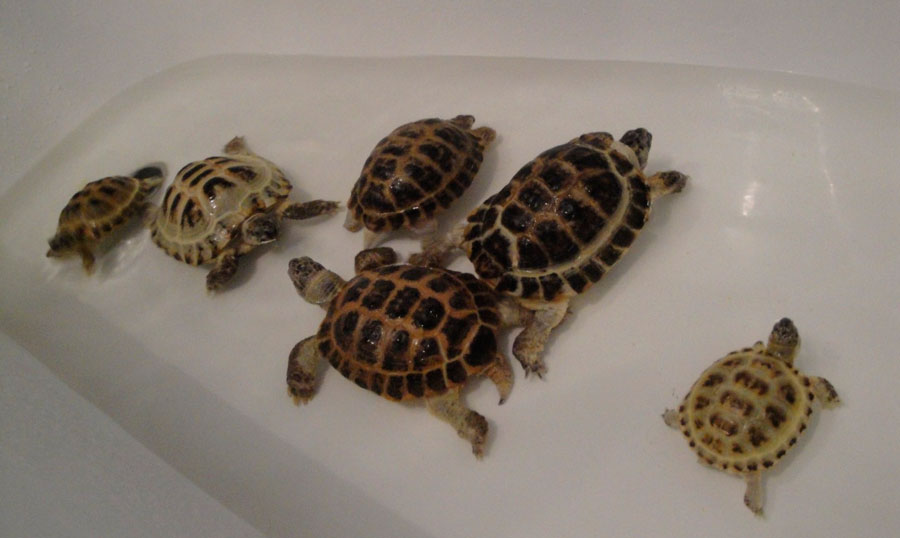Водные черепахи — виды, описание, уход и места обитания