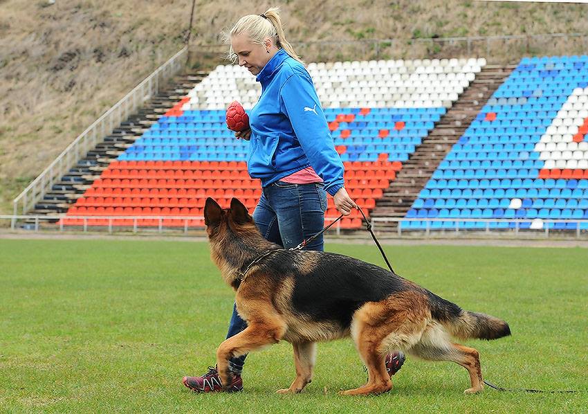 Общий курс дрессировки собак без тренера
