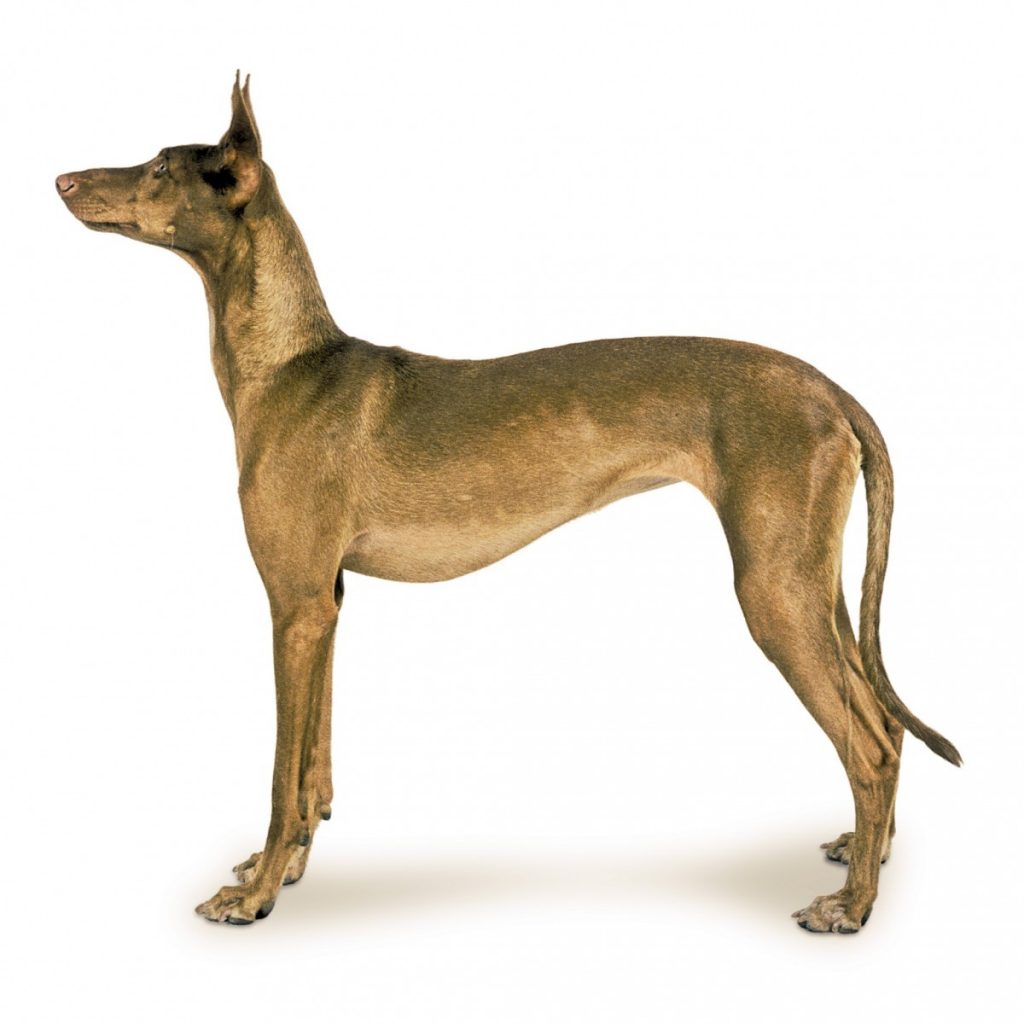 Фараонова собака: египетский анибус, описание породы