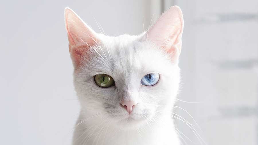 Всё о белых голубоглазых кошках