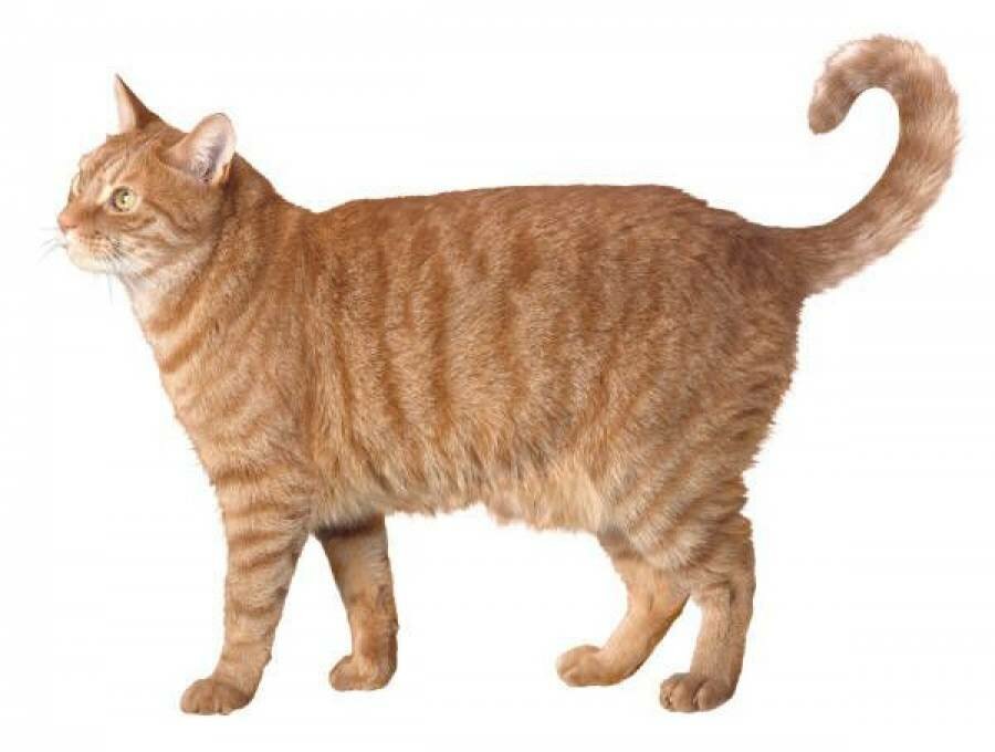 Почему у некоторых кошек висит дряблый животик? Это ожирение или что-то еще?