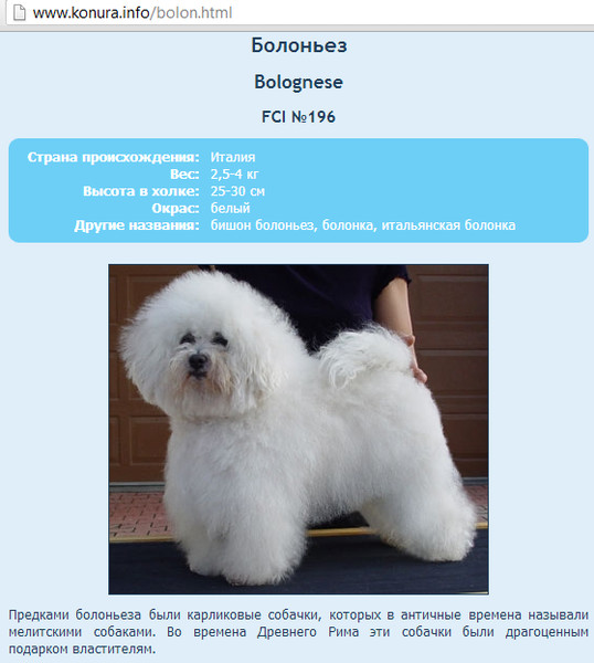 Болоньез (итальянская болонка): описание породы собак
