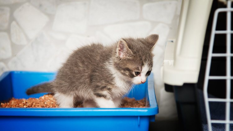 Запор у кошки — помощь питомцу в деликатной проблеме