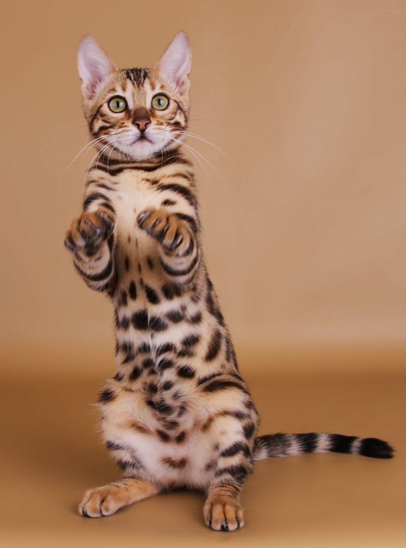 Леопард в миниатюре: особенности содержания бенгальской кошки