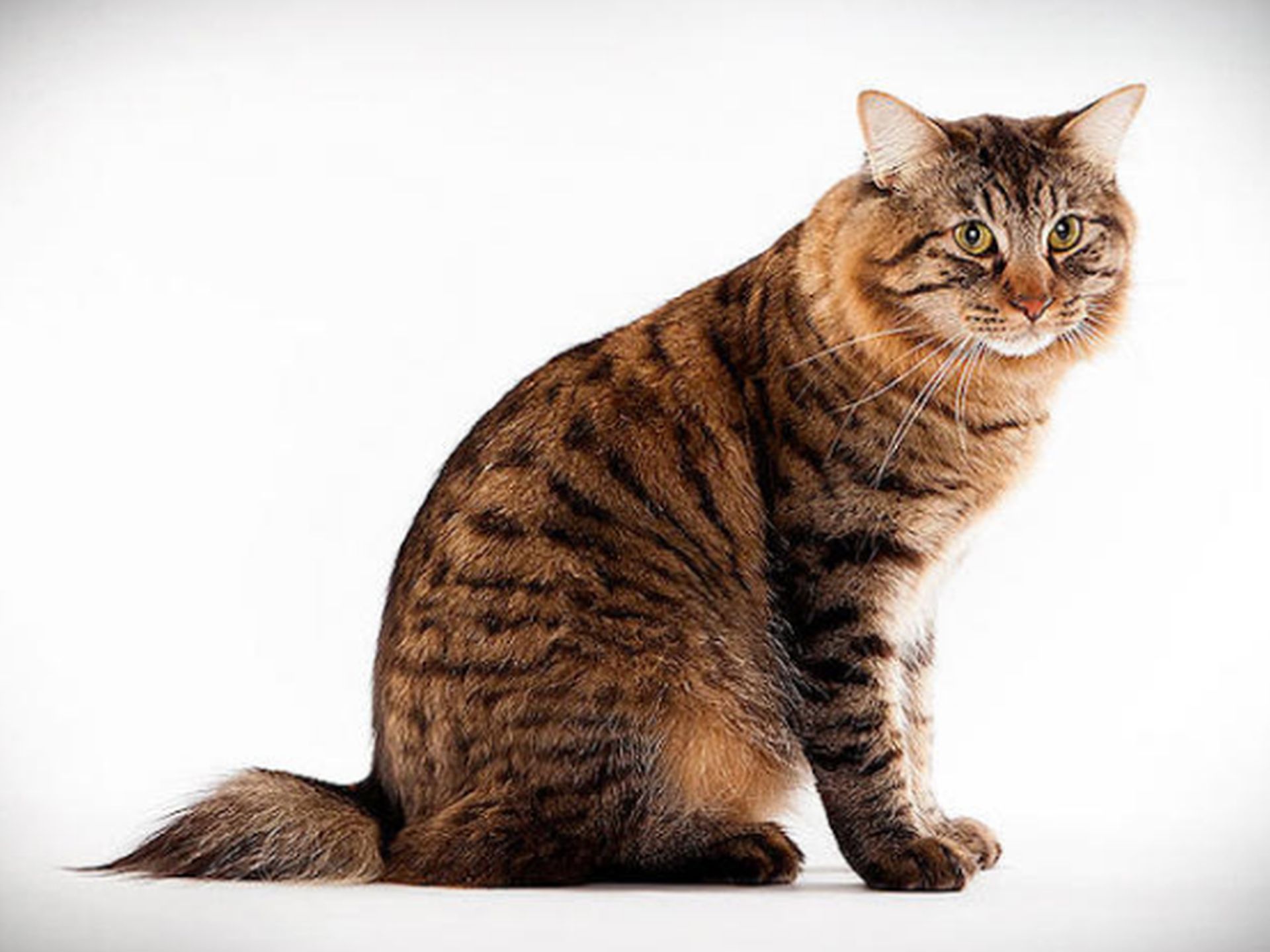 Американский бобтейл: кошки и коты