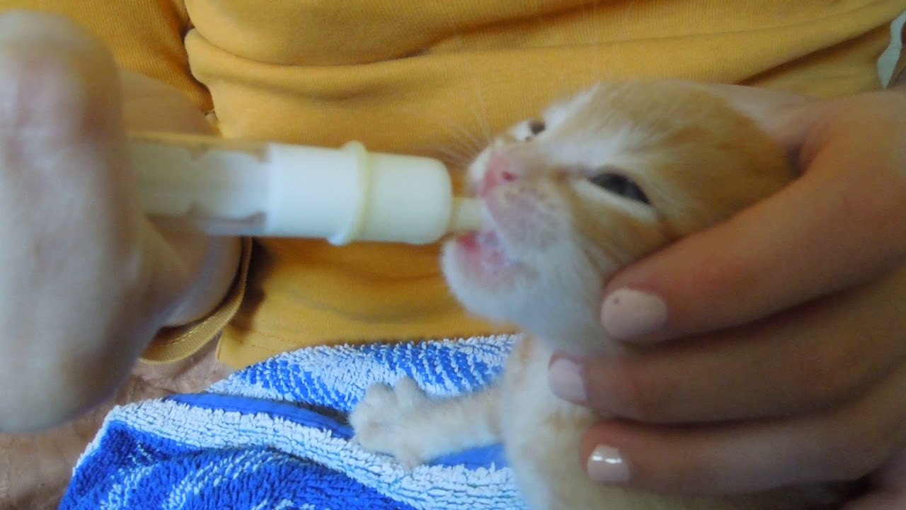 Котёнок без мамы: как помочь новорождённому