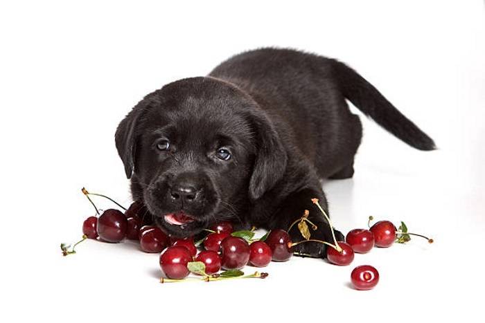 Можно ли собакам черешню, малину, абрикосы и другие ягоды