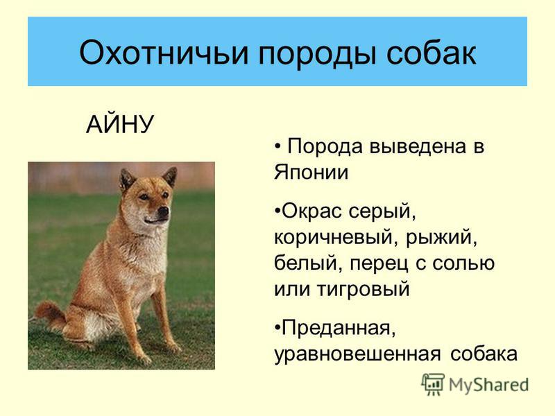 Какие породы собак были выведены в России