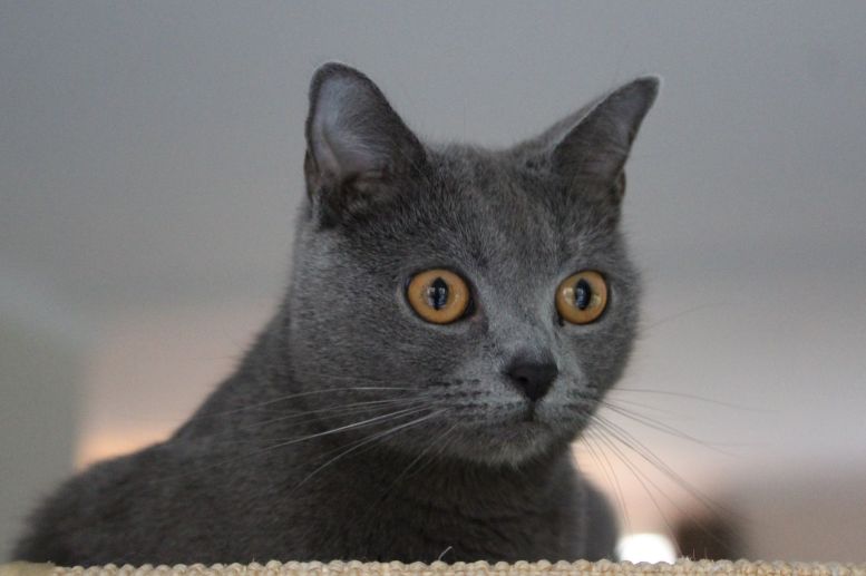 Картезианская кошка (кошка породы Шартрез)