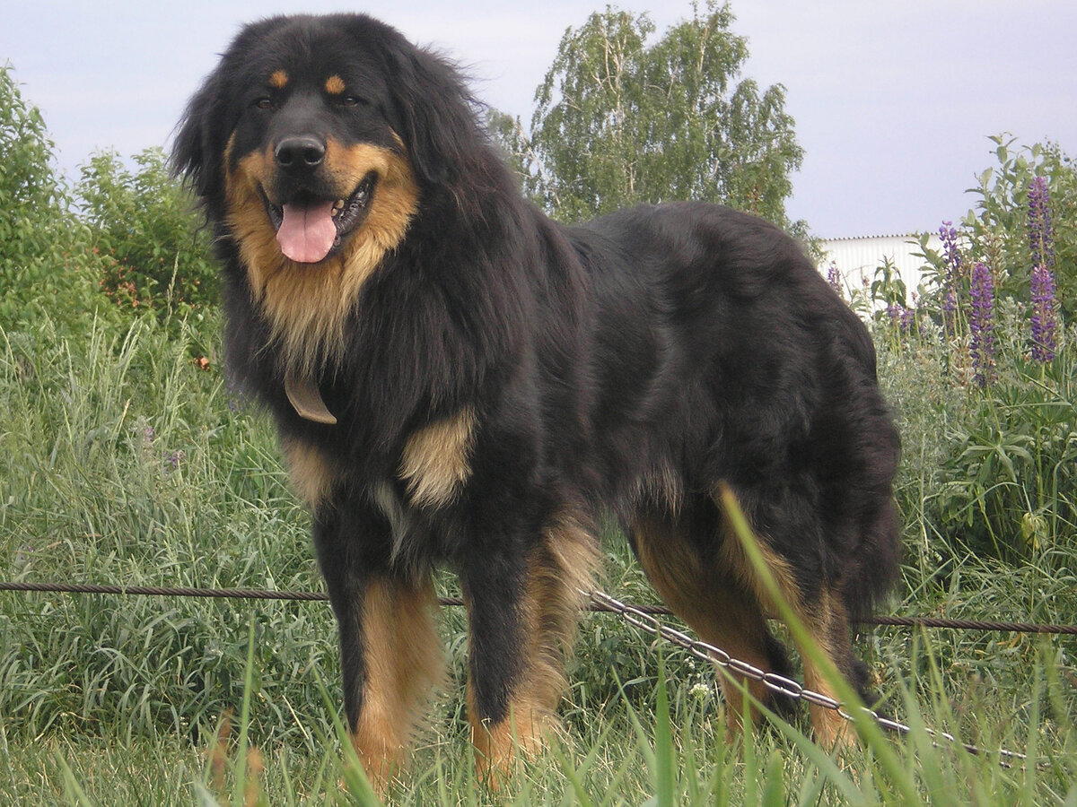 Монгольская овчарка банхар (монгольская пастушья собака)