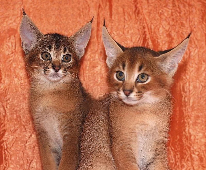 Каракет: гибридная порода кошек похожих на рысь