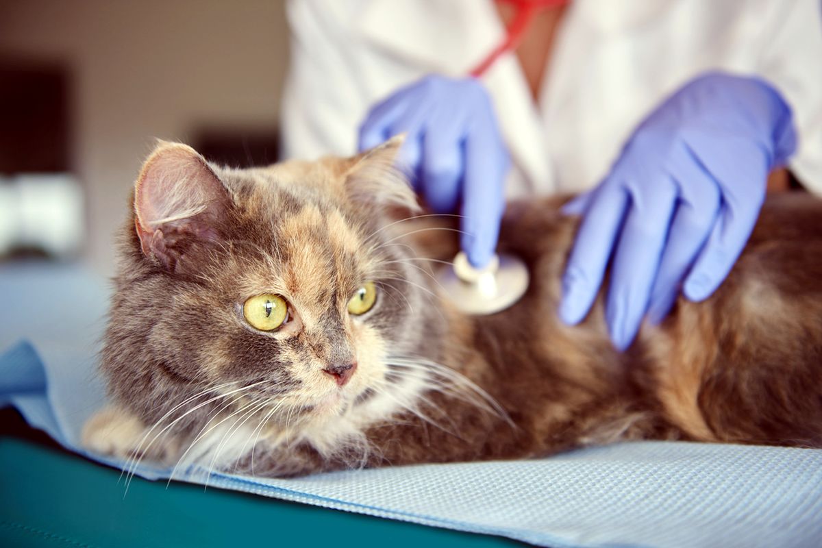 Что такое коронавирус у кошки и как его лечить