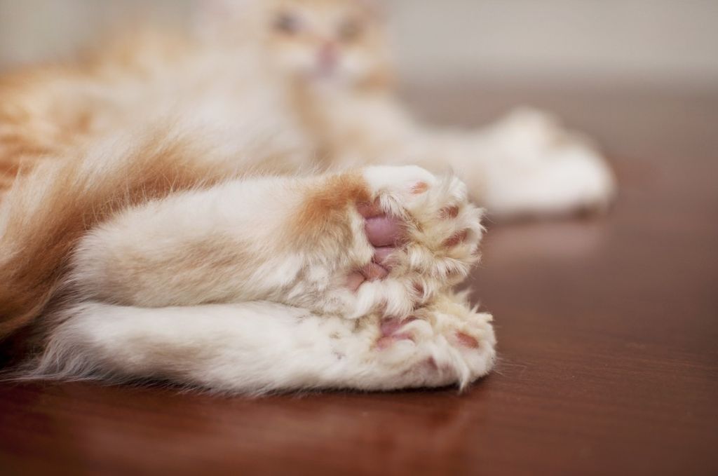 Лапки-царапки: считаем пальцы у кошки