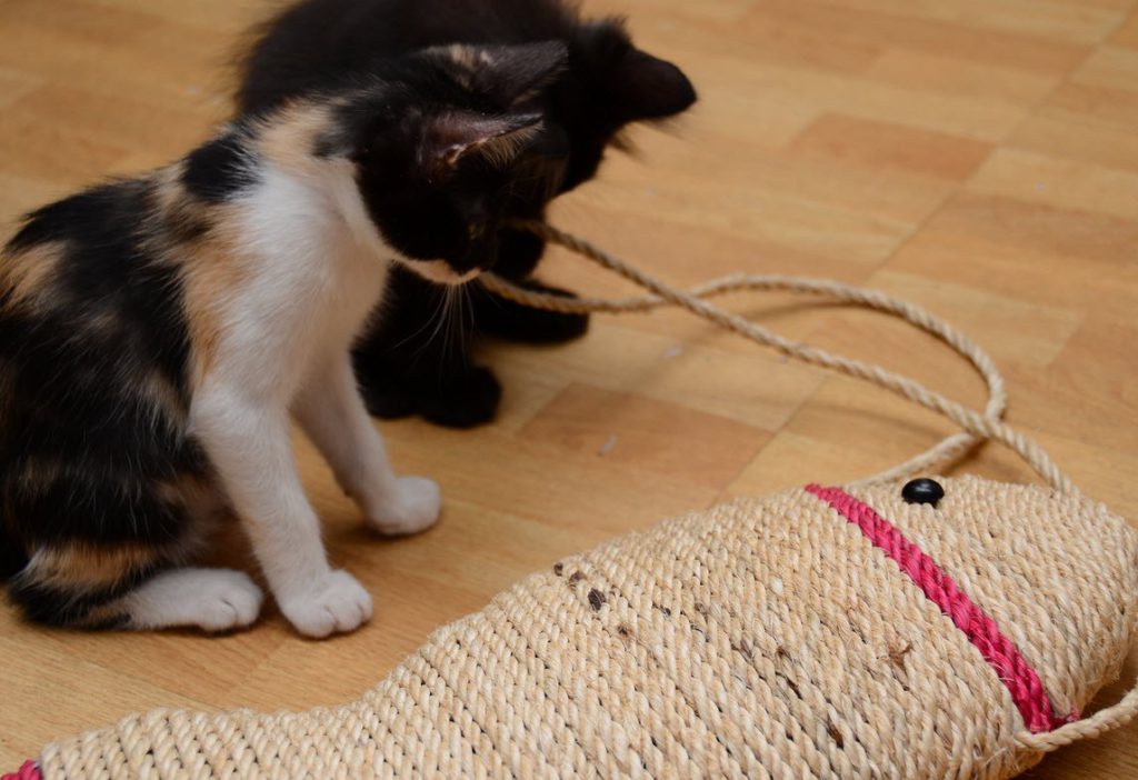 Как приучить котёнка или взрослую кошку к когтеточке