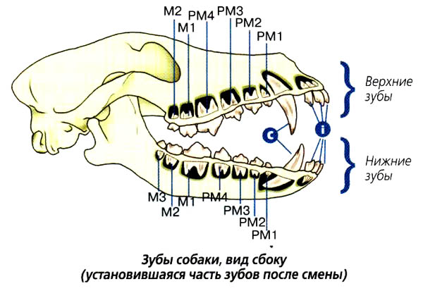 Сколько зубов у кошки: схема челюсти взрослого кота