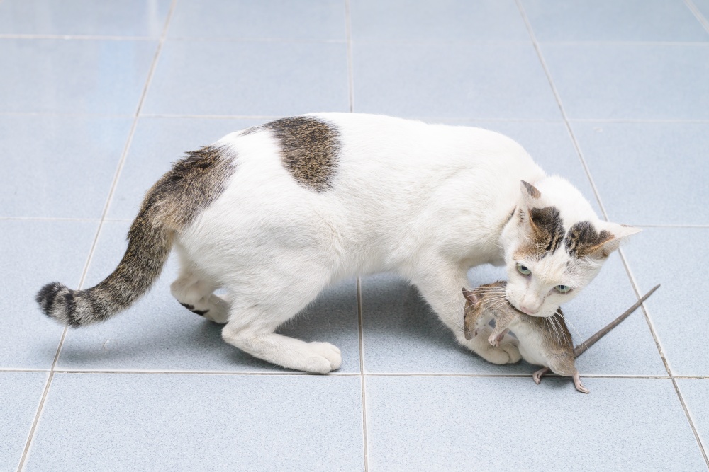 Кот-крысолов: основные варианты пород мышеловов
