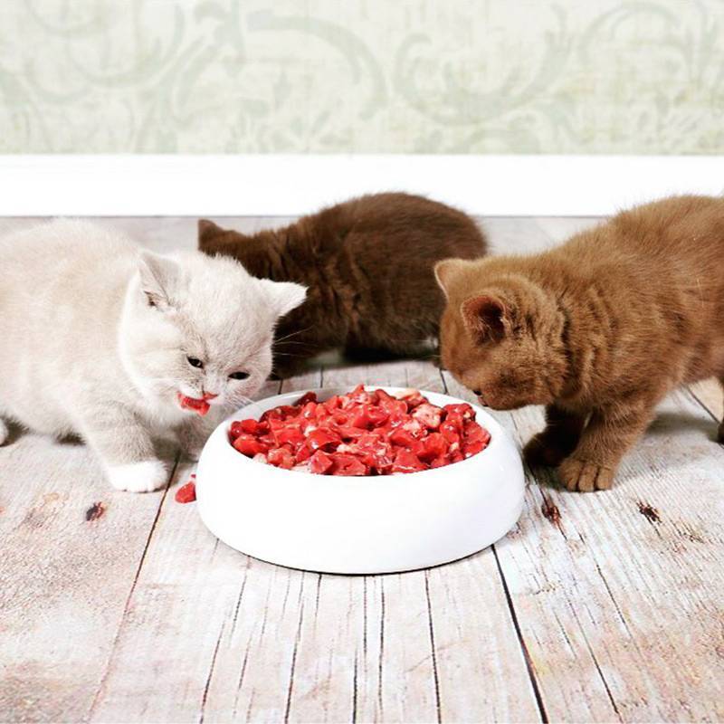 Правильное питание кошек и котов