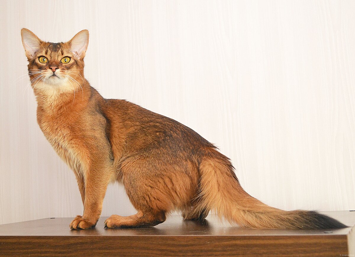 Сомалийская кошка: порода с идеальным характером