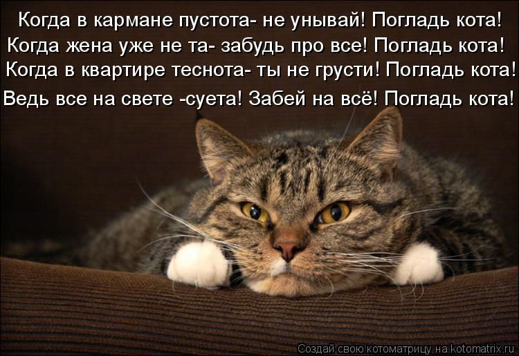 Почему кошка расстроена? Несколько вещей, которые испортят настроение любой кошке