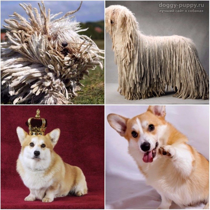 Лучшие породы собак: топ самых интересных видов