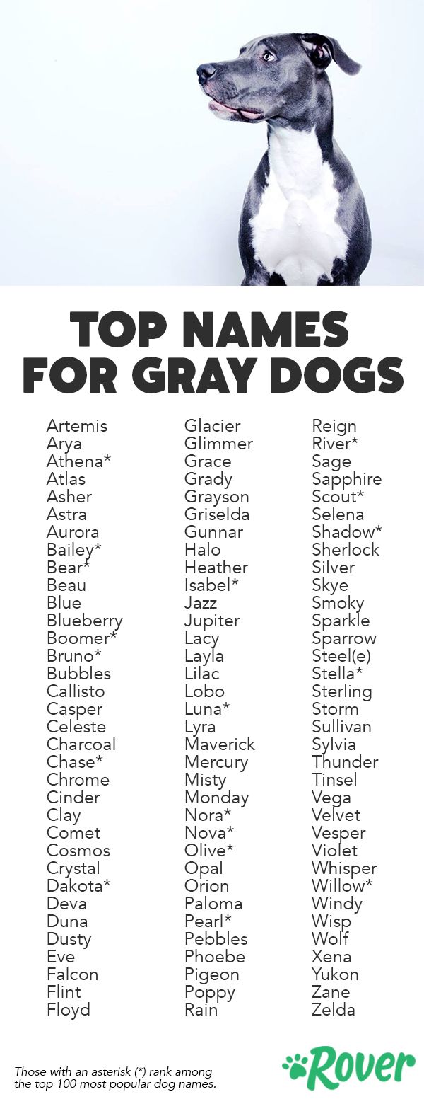 Клички для собак девочек: как назвать редким и красивым именем