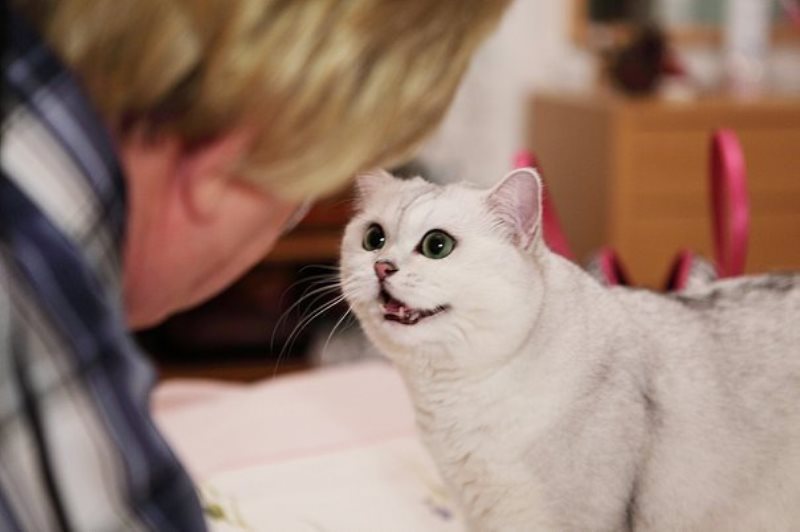 Понимает ли кошка человеческую речь: мифы и реальность