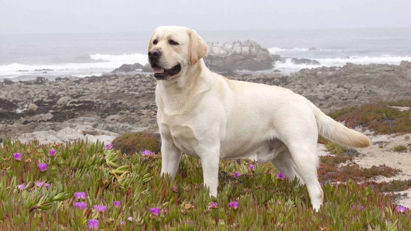 Лабрадор-ретривер: описание породы собак
