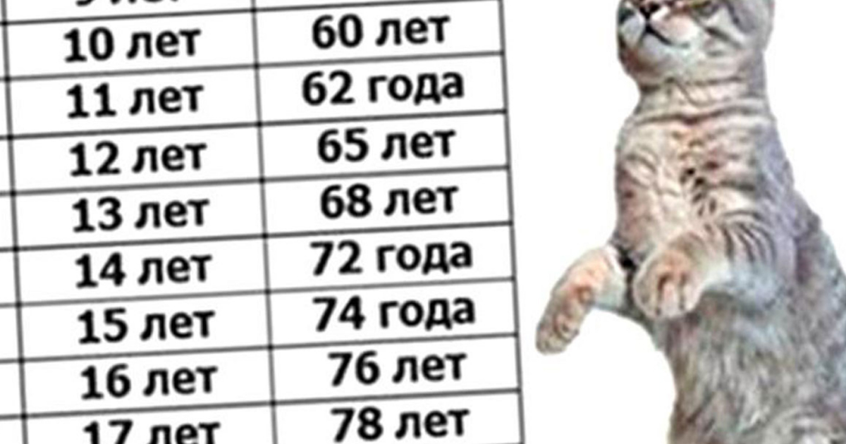 Возраст кошки по человеческим меркам: таблица