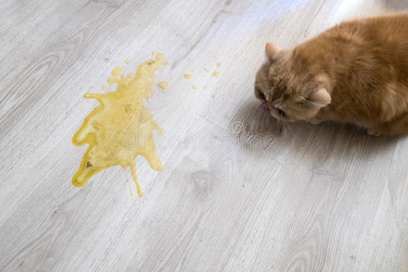 Кошку рвет желтой жидкостью с пеной