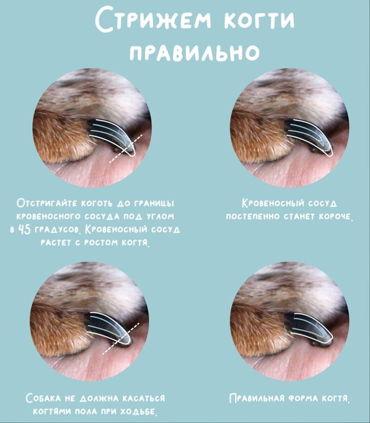 Нужно ли стричь когти кошке: необходимость и в каком возрасте