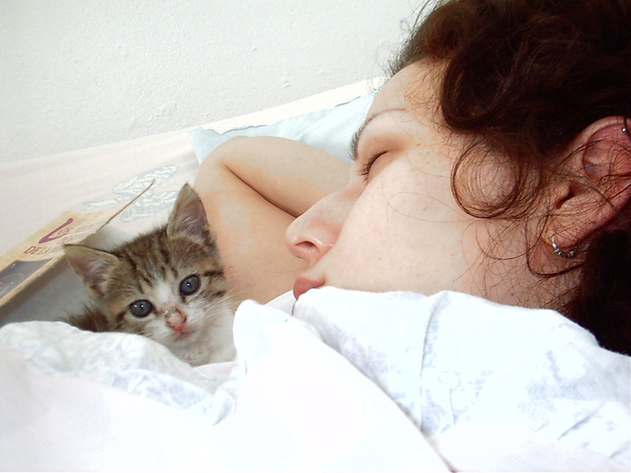 Кот спит: сколько часов в сутки и почему возле хозяина