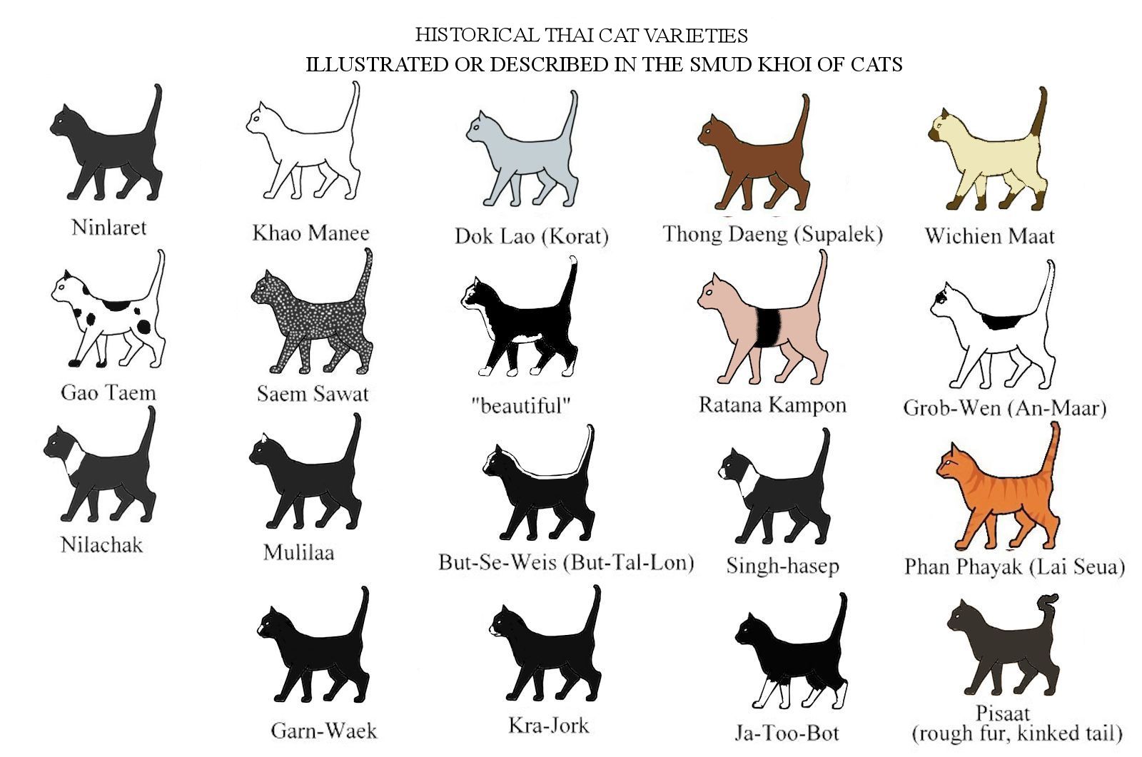 Породы кошек: разновидности и их описание