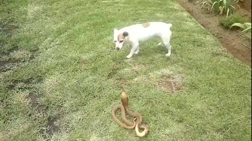 Что делать если собаку укусила змея: опасен ли уж и гадюка