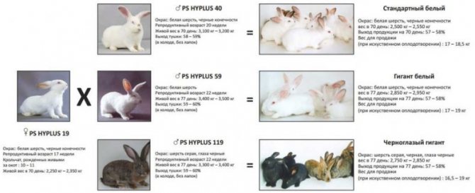 Белый паннон: характеристика и описание породы кроликов
