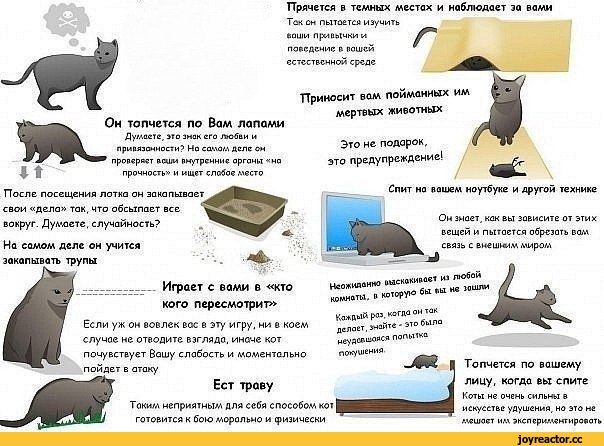 7 правил поведения адекватной и здоровой кошки